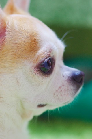 愛犬の気持ちを伝える翻訳機 犬